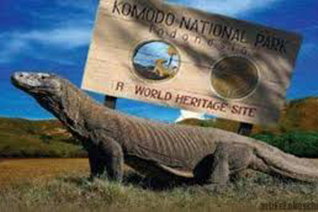 Paket Wisata ke Pulau Komodo